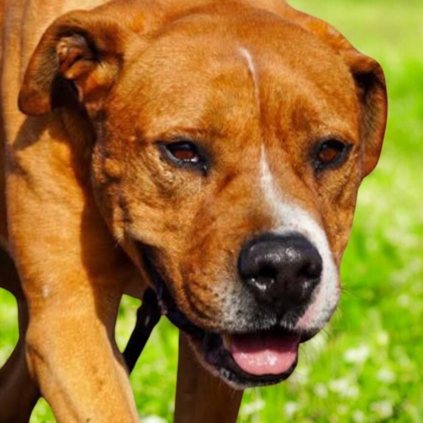 Enlarge Spanky, a Adoptable Mixed Breed in Hemet, CA image 3/6