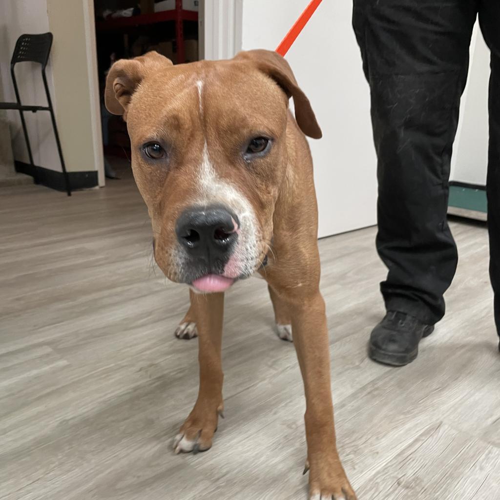 Enlarge Spanky, a Adoptable Mixed Breed in Hemet, CA image 4/6