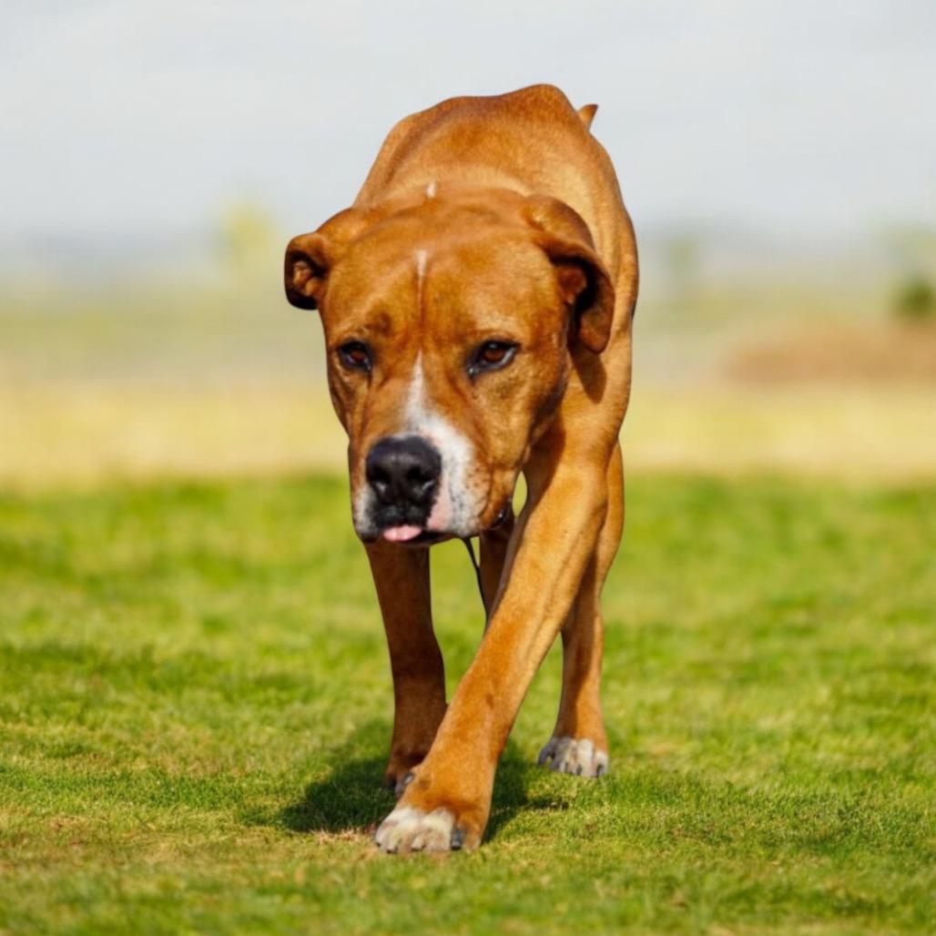 Enlarge Spanky, a Adoptable Mixed Breed in Hemet, CA image 5/6