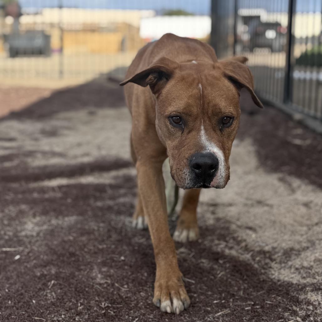 Enlarge Spanky, a Adoptable Mixed Breed in Hemet, CA image 6/6