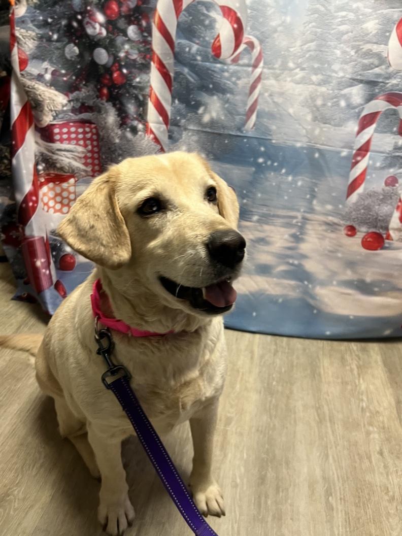 Zurie-Not Accepting Applications Yet!!!, a Adoptable Yellow Labrador Retriever in Medina, OH image 2/6