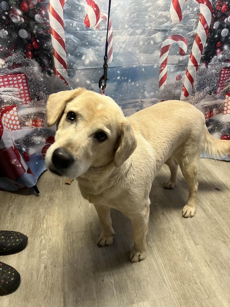 Zurie-Not Accepting Applications Yet!!!, Adoptable, Adult Female Yellow Labrador Retriever.