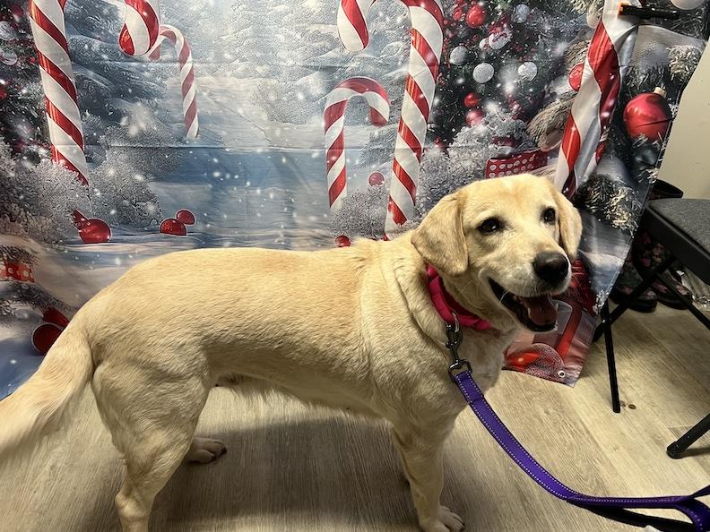 Zurie-Not Accepting Applications Yet!!!, a Adoptable Yellow Labrador Retriever in Medina, OH image 4/6