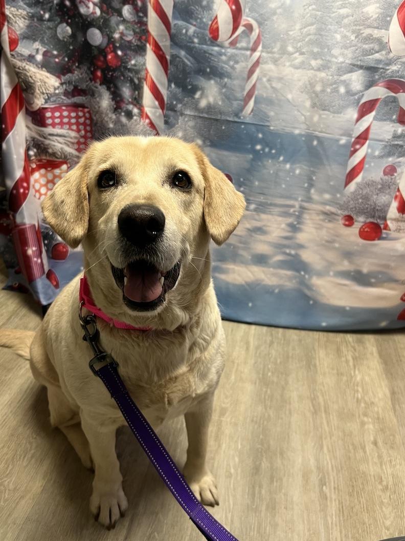 Zurie-Not Accepting Applications Yet!!!, Adoptable, Adult Female Yellow Labrador Retriever.