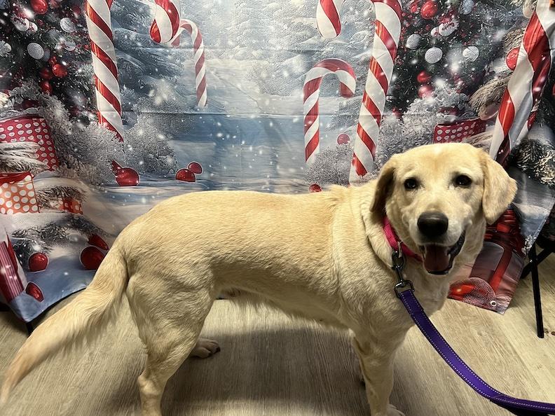 Zurie-Not Accepting Applications Yet!!!, a Adoptable Yellow Labrador Retriever in Medina, OH image 5/6