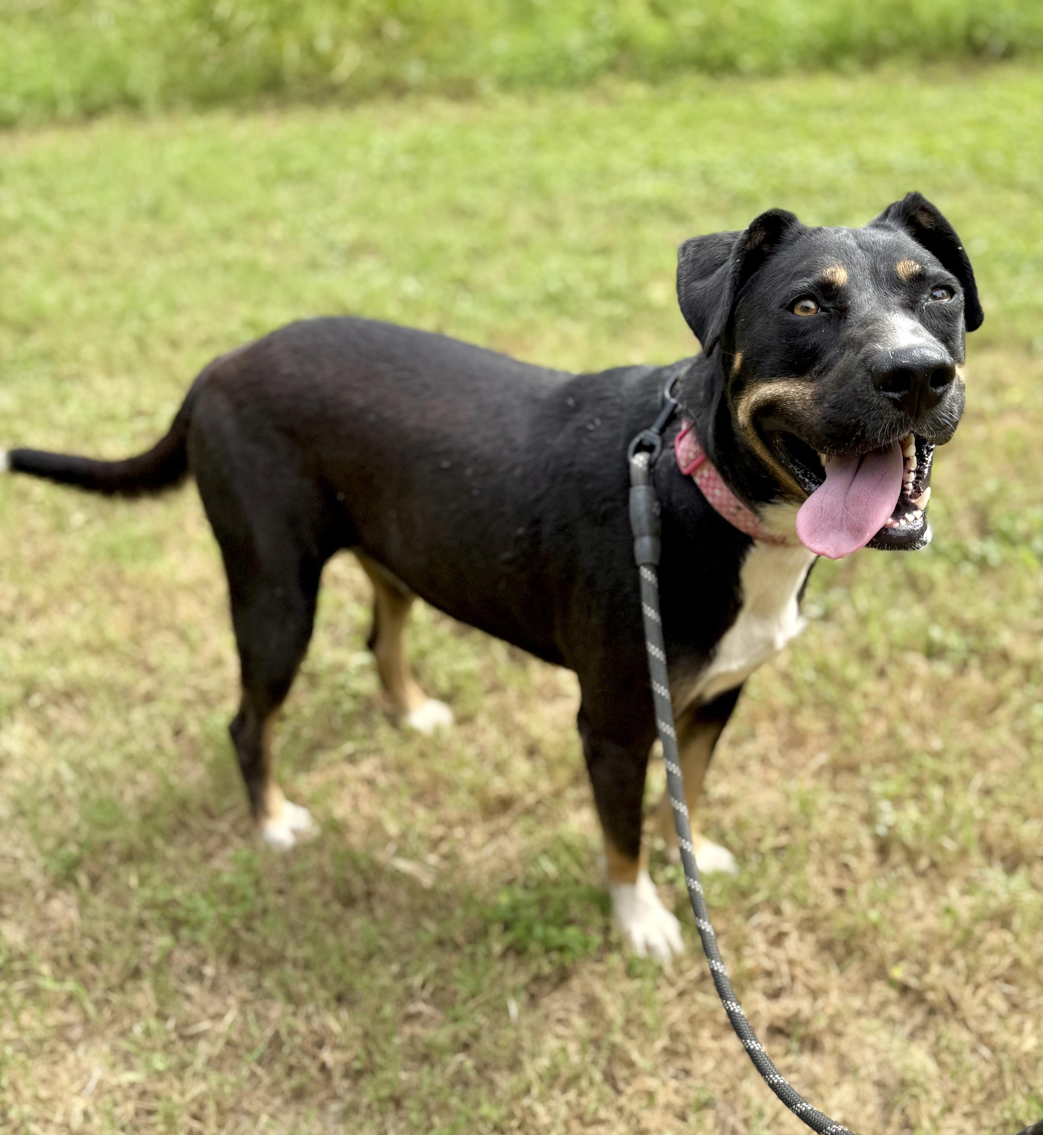 Stacy, Adoptable, Adult Female Australian Cattle Dog / Blue Heeler & Australian Kelpie.