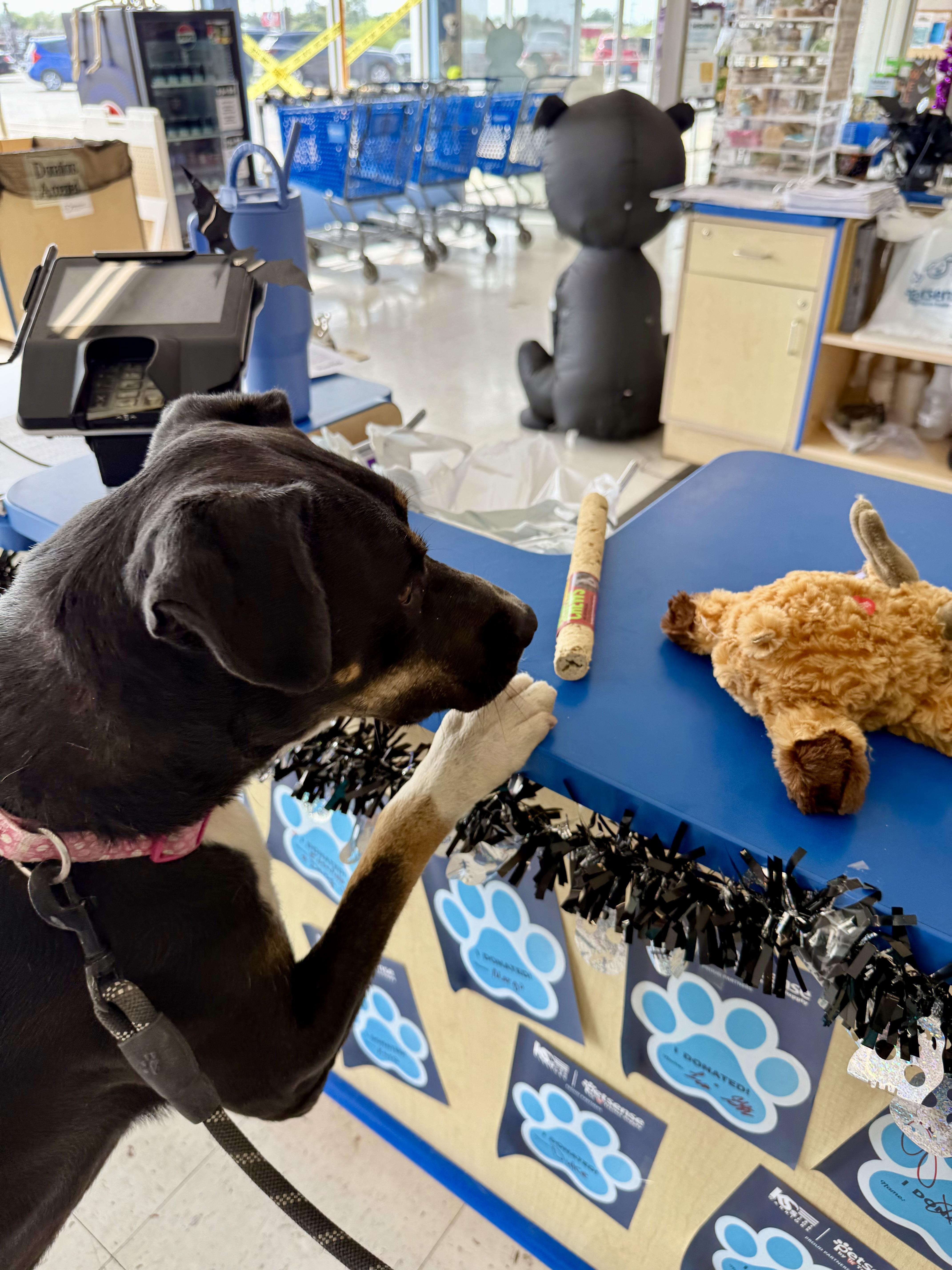 Stacy, a Adoptable mixed breed in Uvalde, TX image 2/5