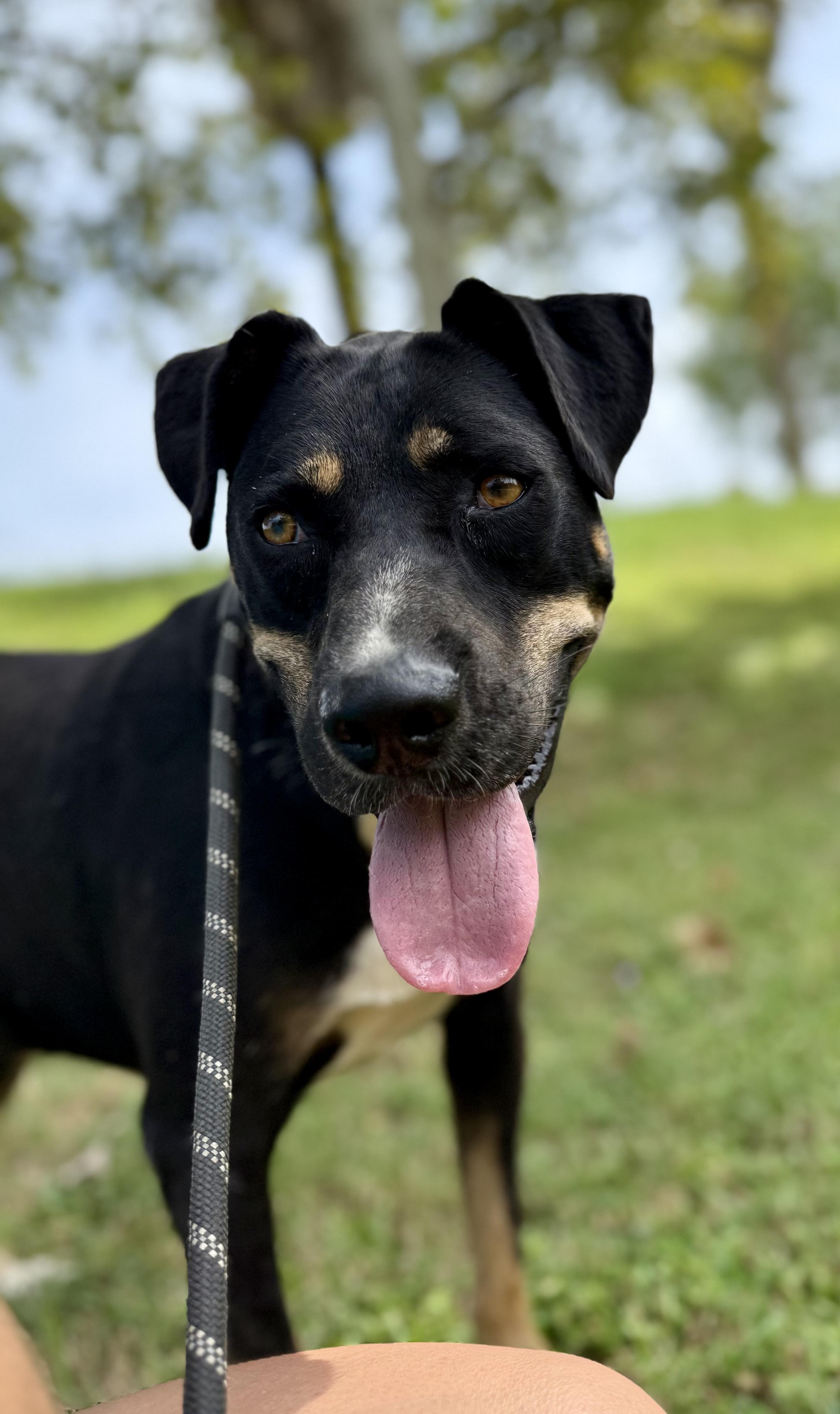 Stacy, a Adoptable mixed breed in Uvalde, TX image 3/5