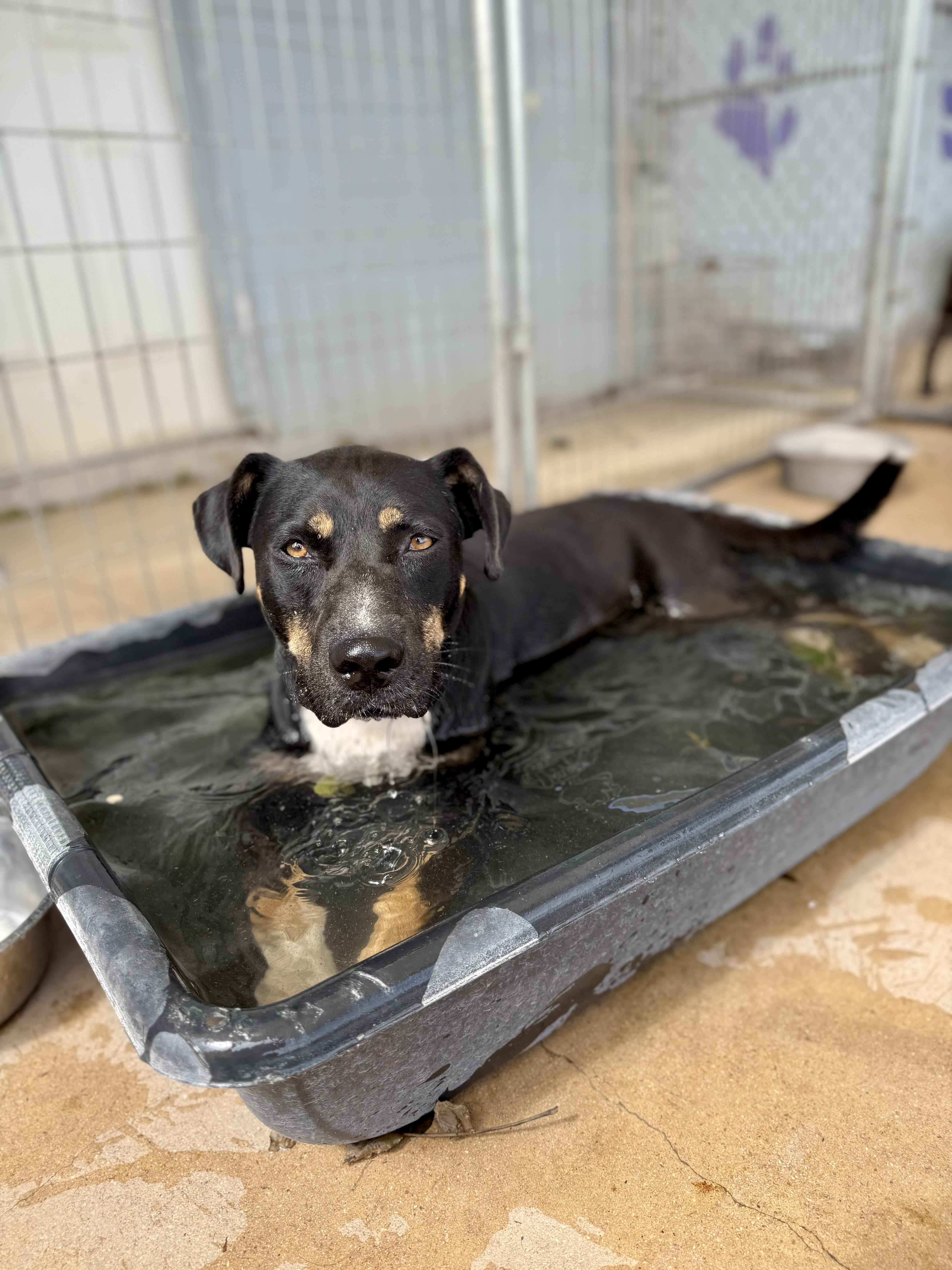 Stacy, a Adoptable mixed breed in Uvalde, TX image 4/5