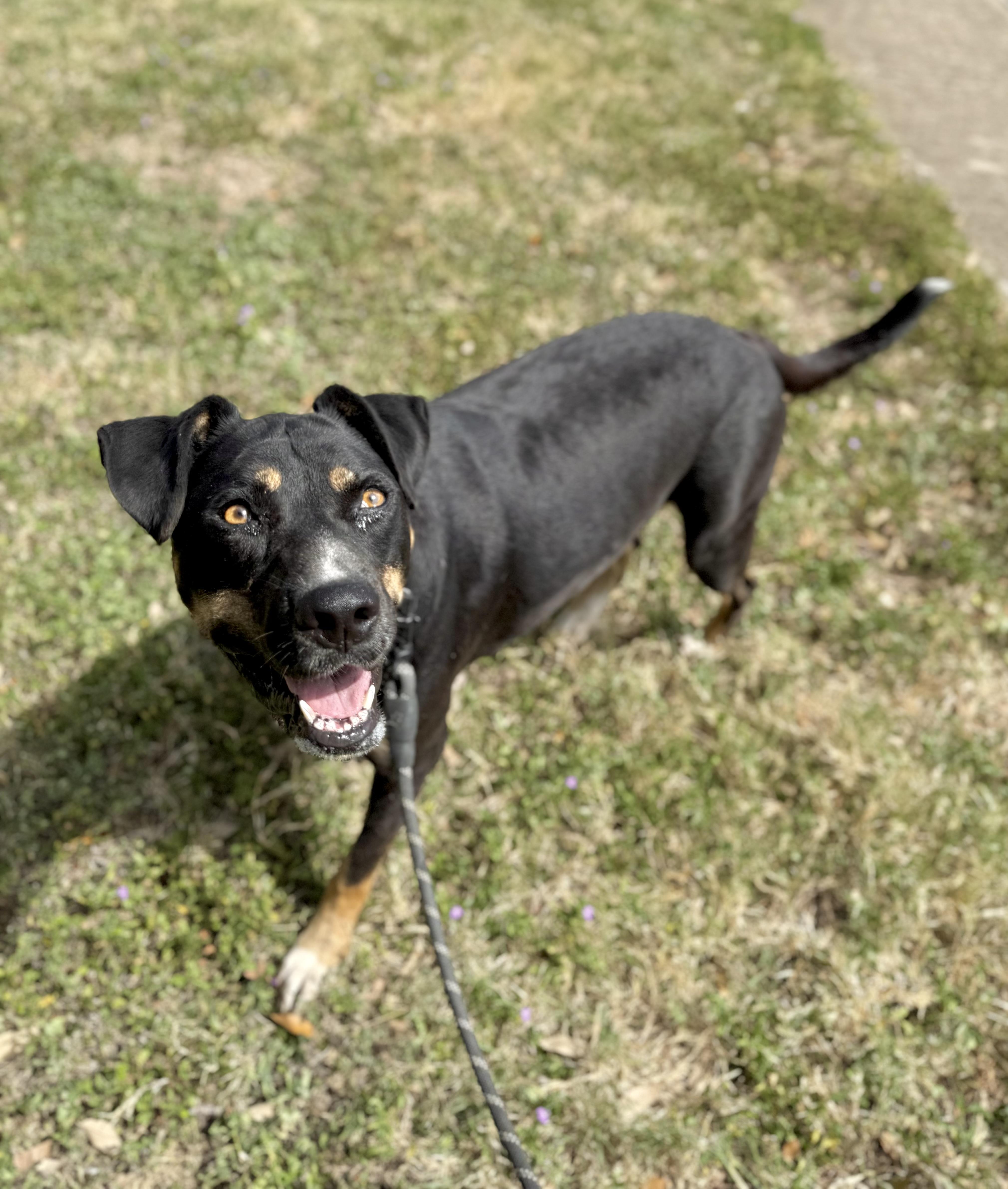 Stacy, a Adoptable mixed breed in Uvalde, TX image 5/5
