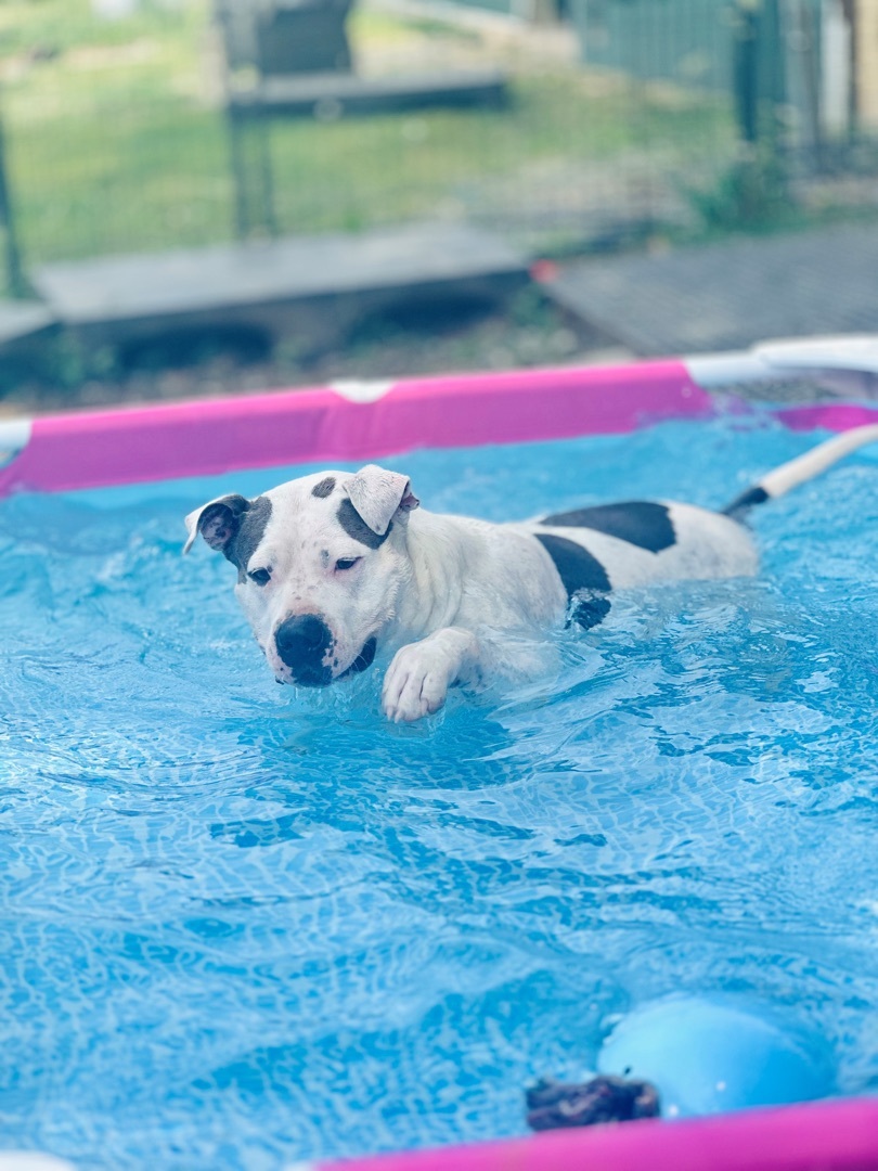 Daisy, a Adoptable mixed breed in Gaithersburg, MD image 2/4