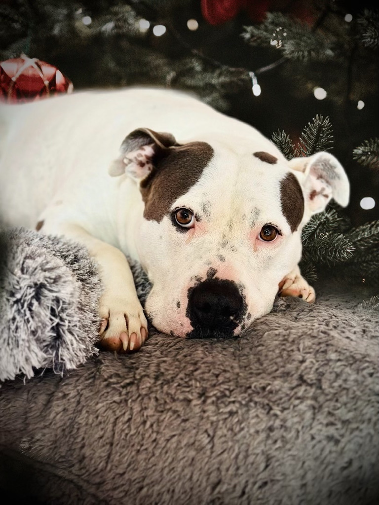 Daisy, a Adoptable mixed breed in Gaithersburg, MD image 3/4