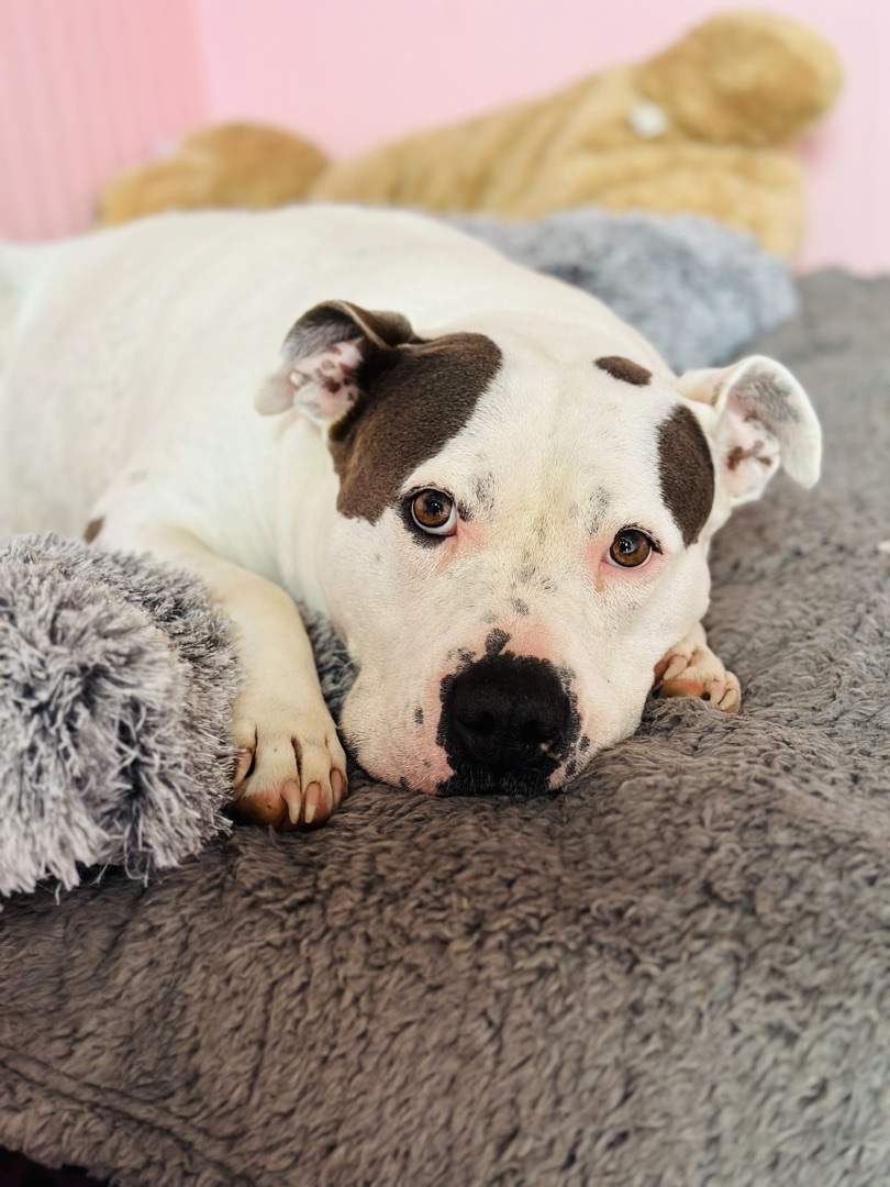 Daisy, a Adoptable mixed breed in Gaithersburg, MD image 4/4