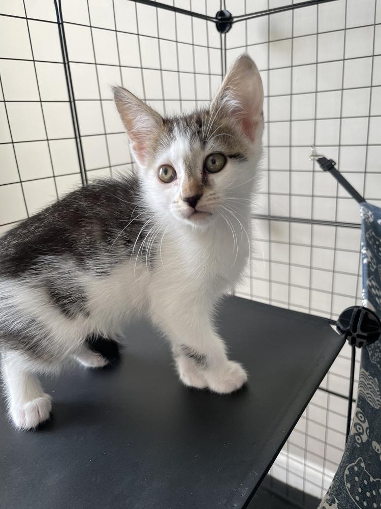 Amber, a Adoptable Domestic Short Hair in Salisbury, NC image 1/2