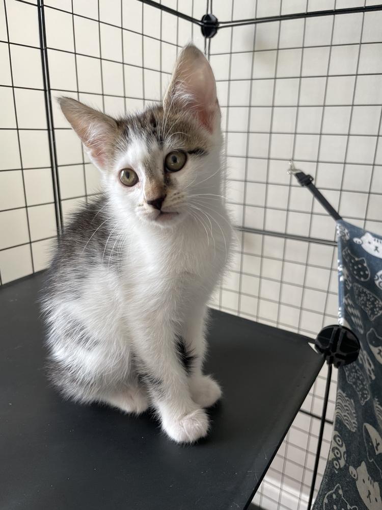 Amber, a Adoptable Domestic Short Hair in Salisbury, NC image 2/2