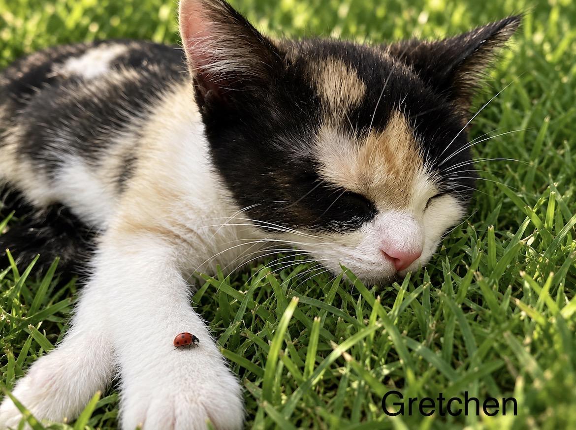 Enlarge Gretchen, a Adoptable Domestic Short Hair in Denver, CO image 2/5