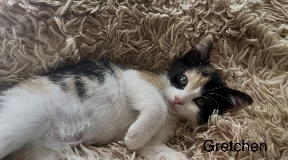 Gretchen, Adoptable, Kitten Female Domestic Short Hair.