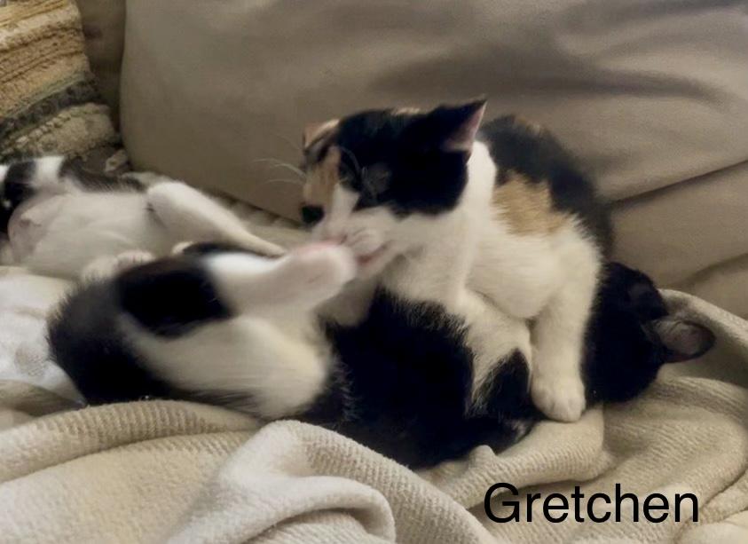 Enlarge Gretchen, a Adoptable Domestic Short Hair in Denver, CO image 3/5