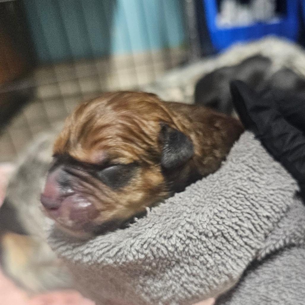 Bear, Adoptable, Puppy Male Australian Cattle Dog / Blue Heeler & Hound.