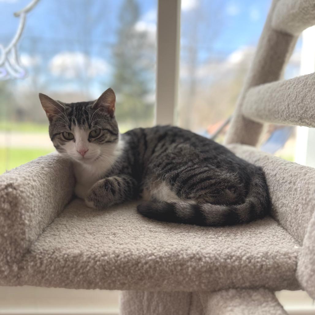 Enlarge Cayenne, a Adoptable Domestic Short Hair in Granville, OH image 1/4