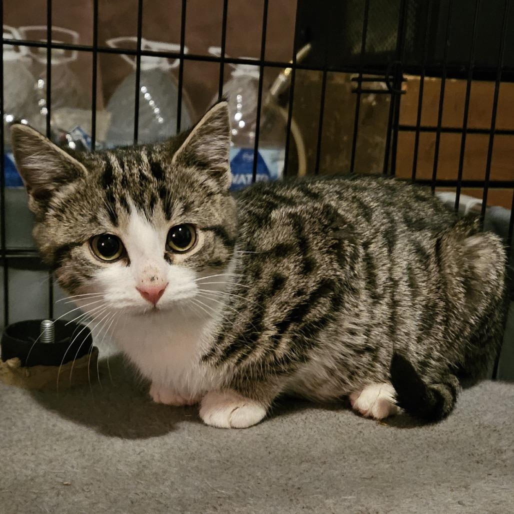 Cayenne, Adoptable, Kitten Female Domestic Short Hair.