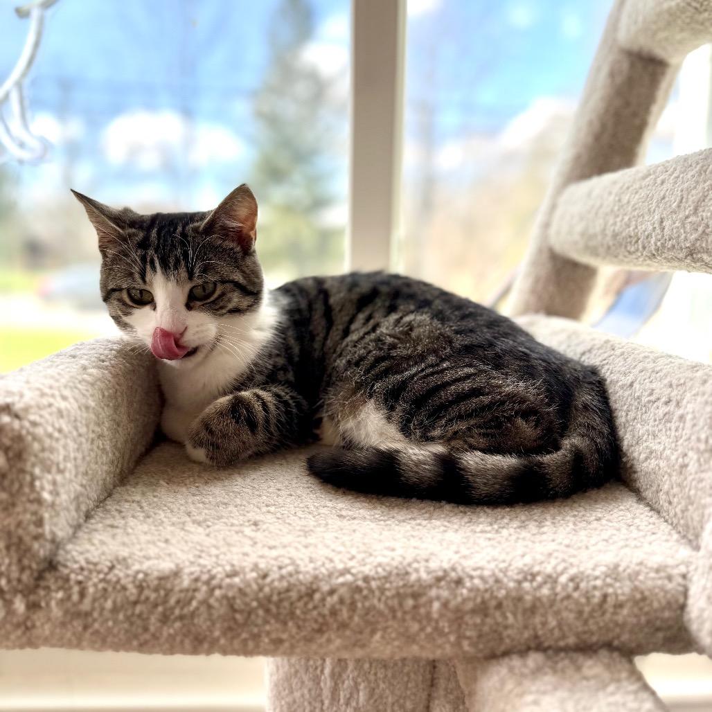 Enlarge Cayenne, a Adoptable Domestic Short Hair in Granville, OH image 3/4