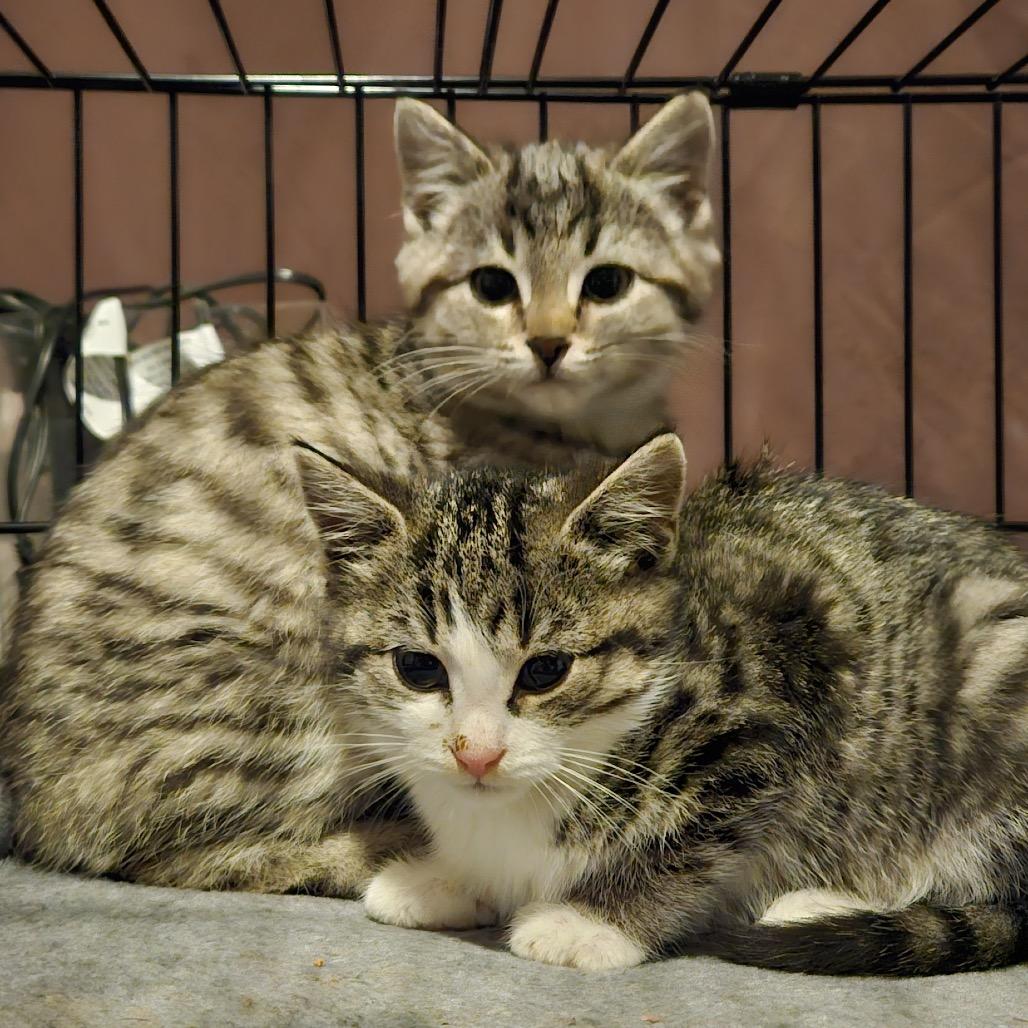 Enlarge Cayenne, a Adoptable Domestic Short Hair in Granville, OH image 2/2