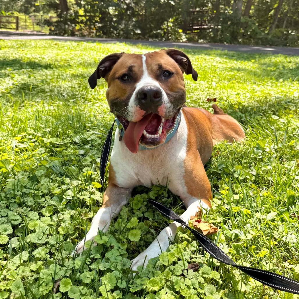 Kingston, Adoptable, Adult Male American Staffordshire Terrier & Mixed Breed.