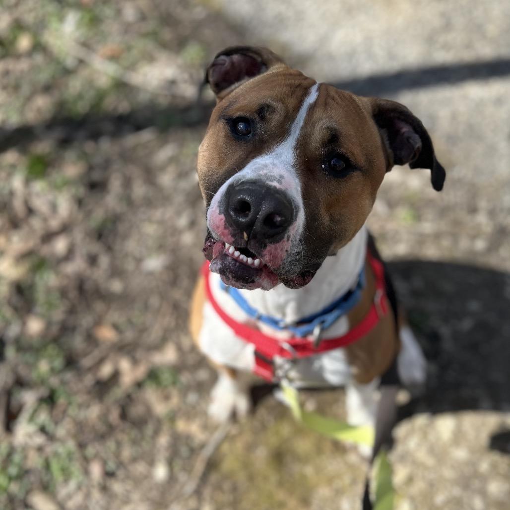 Kingston, Adoptable, Adult Male Mixed Breed.