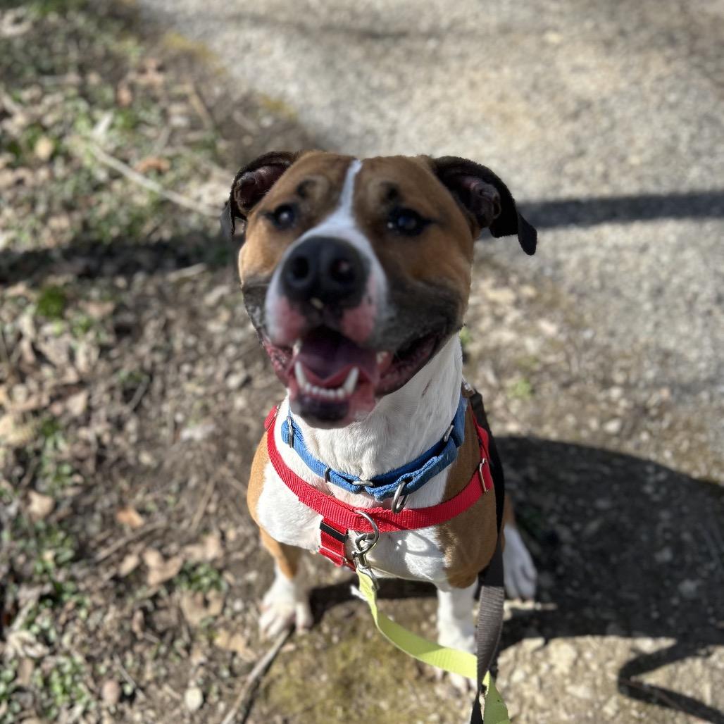 Kingston, Adoptable, Adult Male American Staffordshire Terrier & Mixed Breed.
