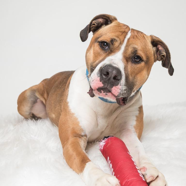 Enlarge Kingston, a Adoptable mixed breed in Batavia, OH image 2/6