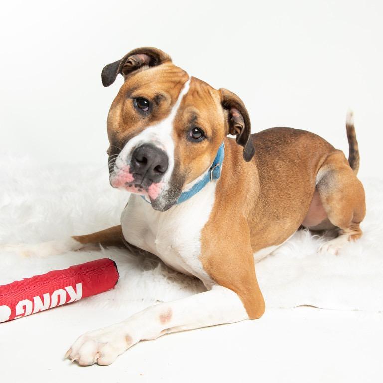 Enlarge Kingston, a Adoptable mixed breed in Batavia, OH image 3/6