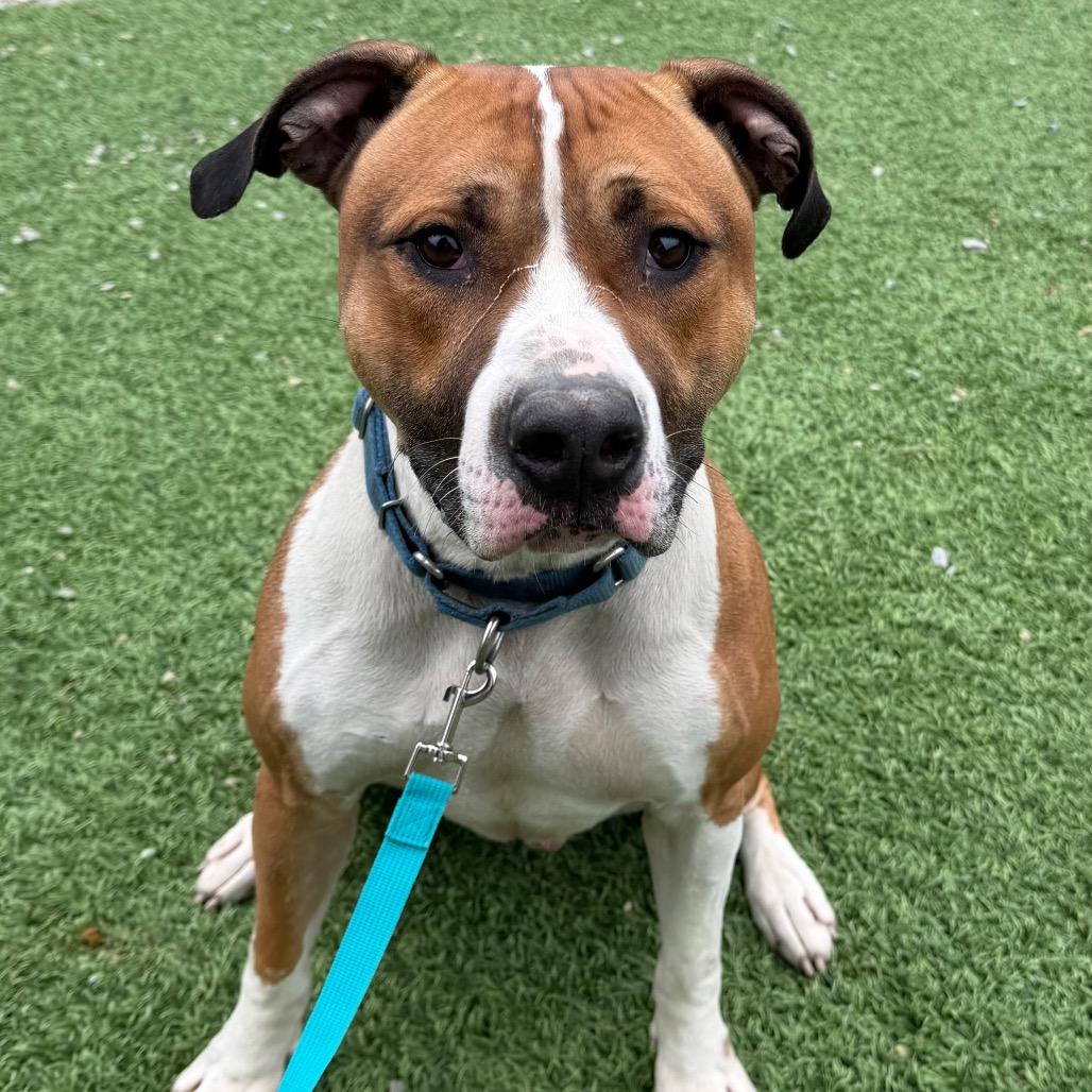 Kingston, Adoptable, Adult Male Mixed Breed.