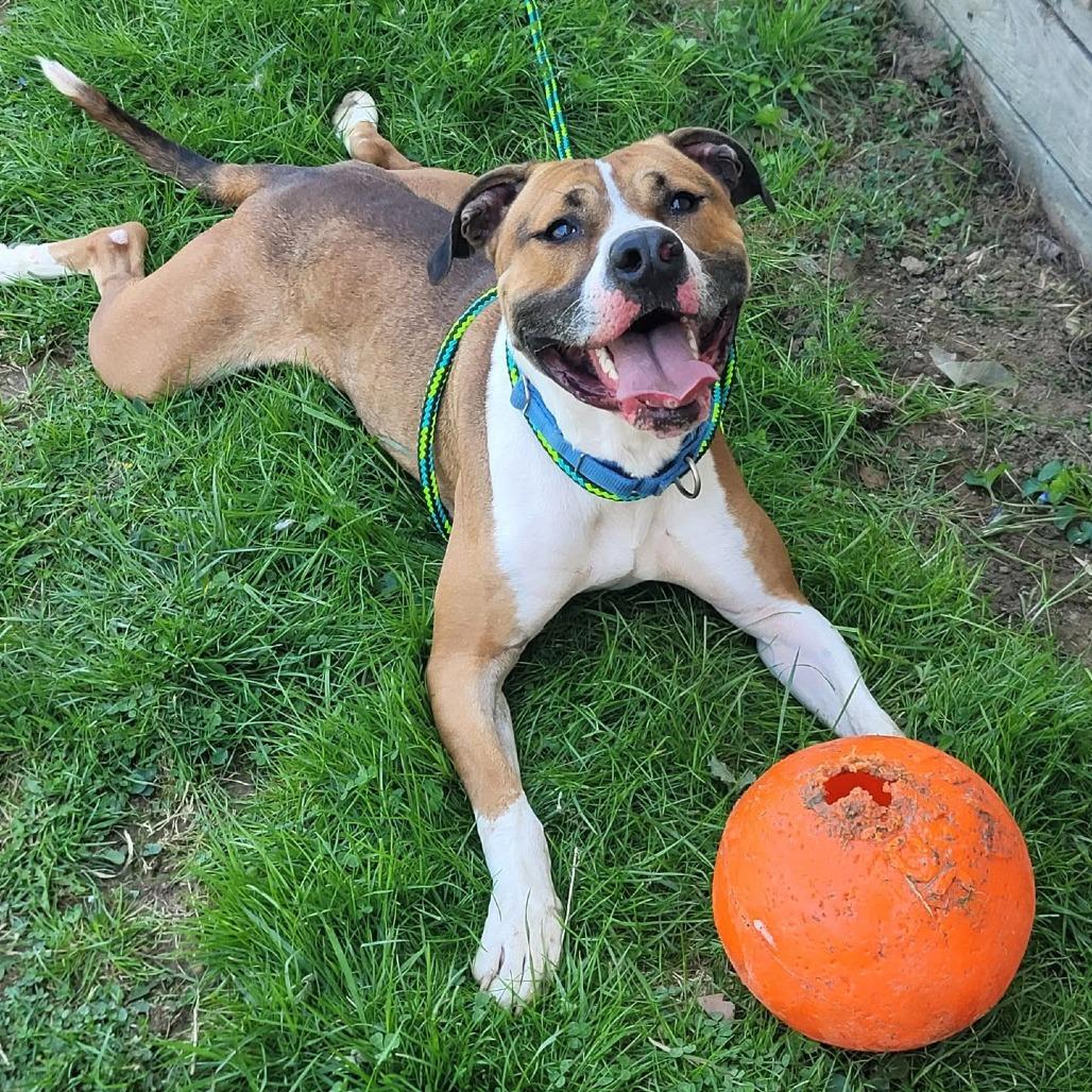Enlarge Kingston, a Adoptable mixed breed in Batavia, OH image 4/6