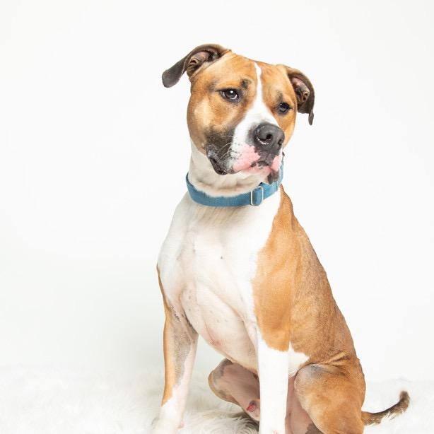 Kingston, a Adoptable mixed breed in Batavia, OH image 4/6