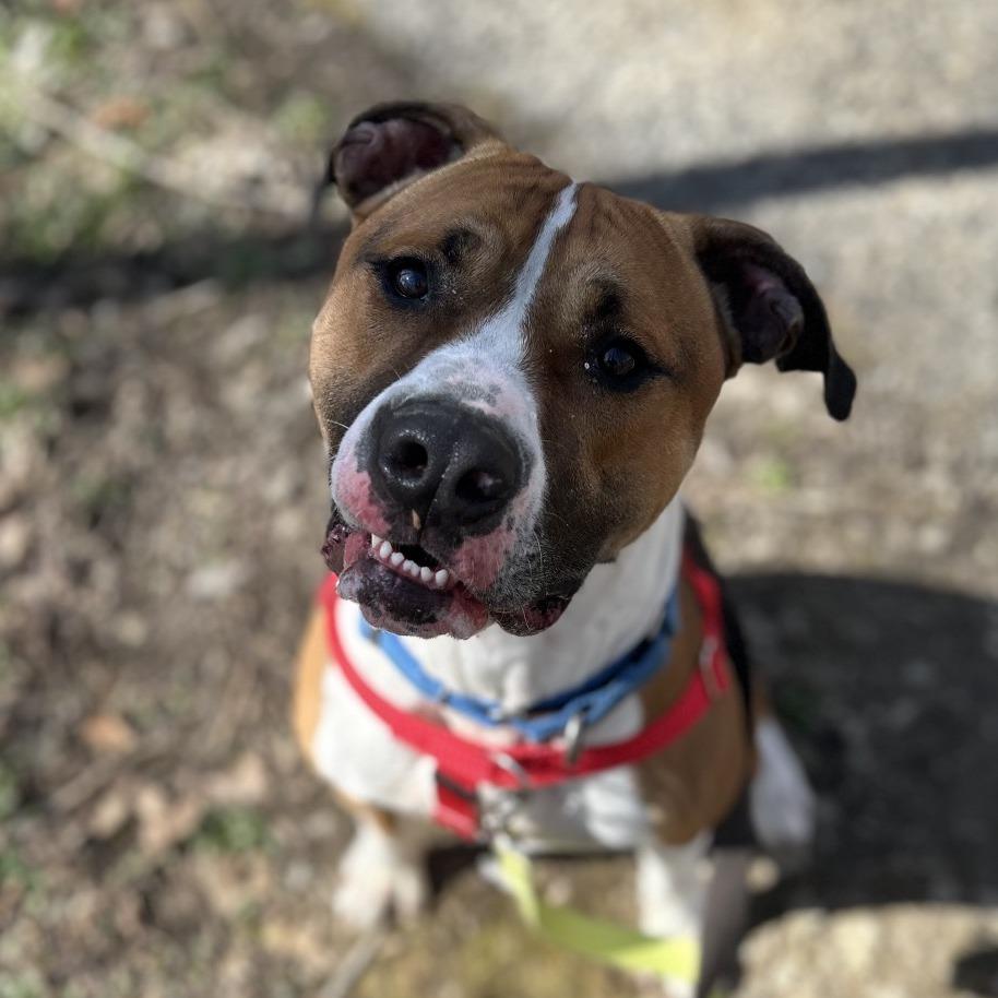 Enlarge Kingston, a Adoptable mixed breed in Batavia, OH image 5/6