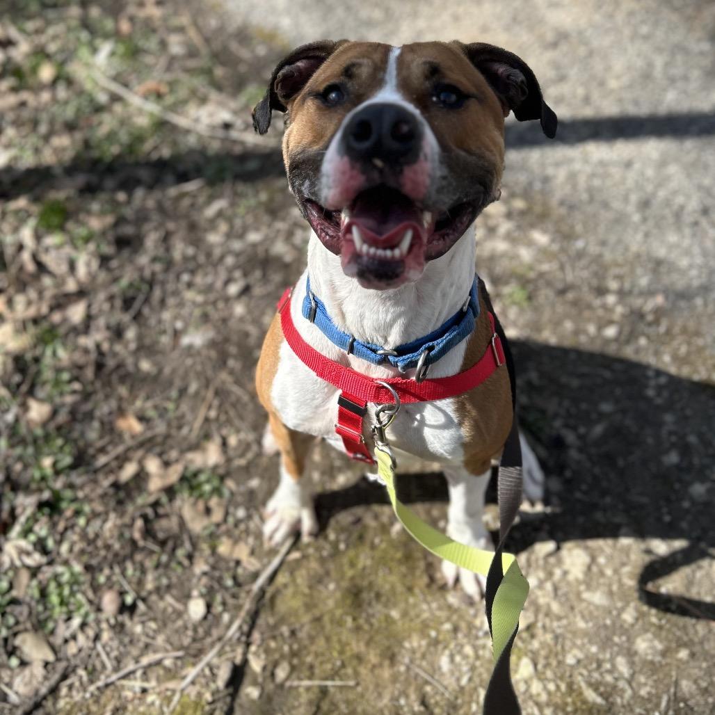 Kingston, a Adoptable Mixed Breed in Batavia, OH image 4/4