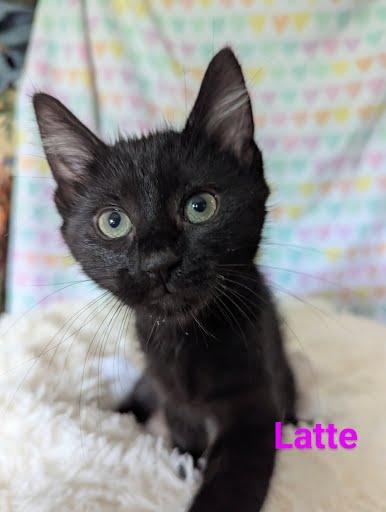 Latte, Baby Female unknown