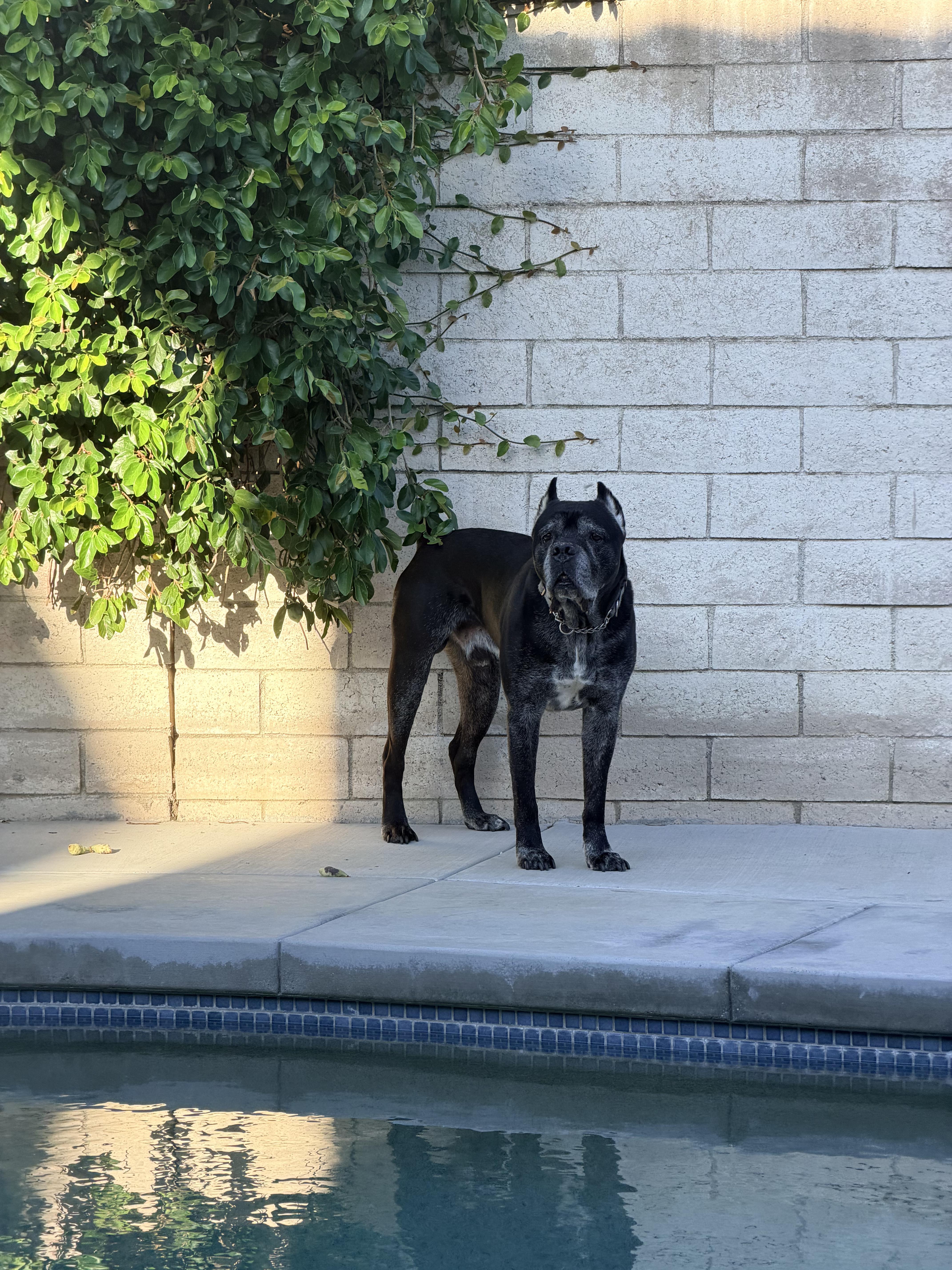 Enlarge Luca, a Adoptable Cane Corso in Hesperia, CA image 2/2