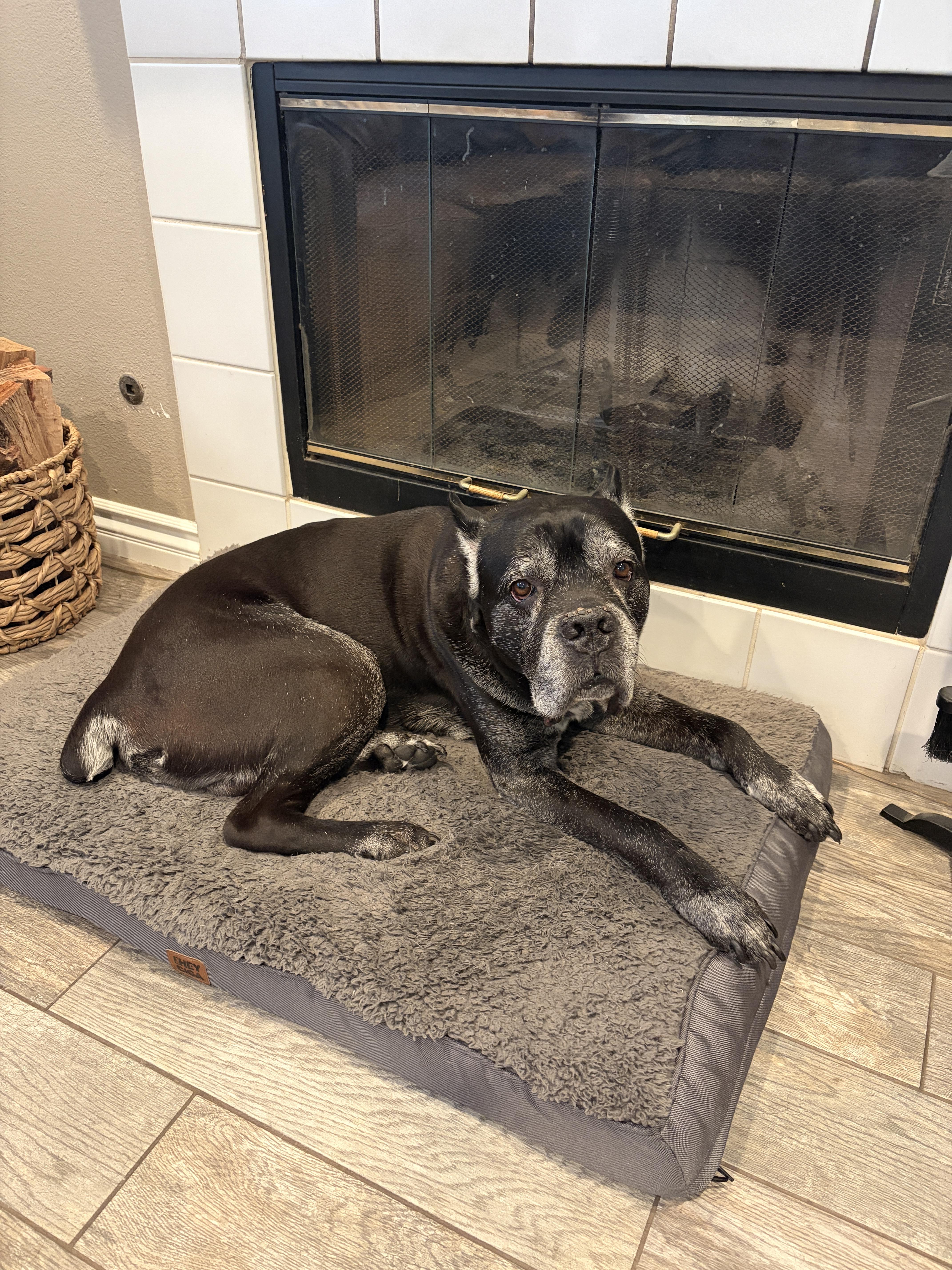 Luca, Adoptable, Senior Male Cane Corso.