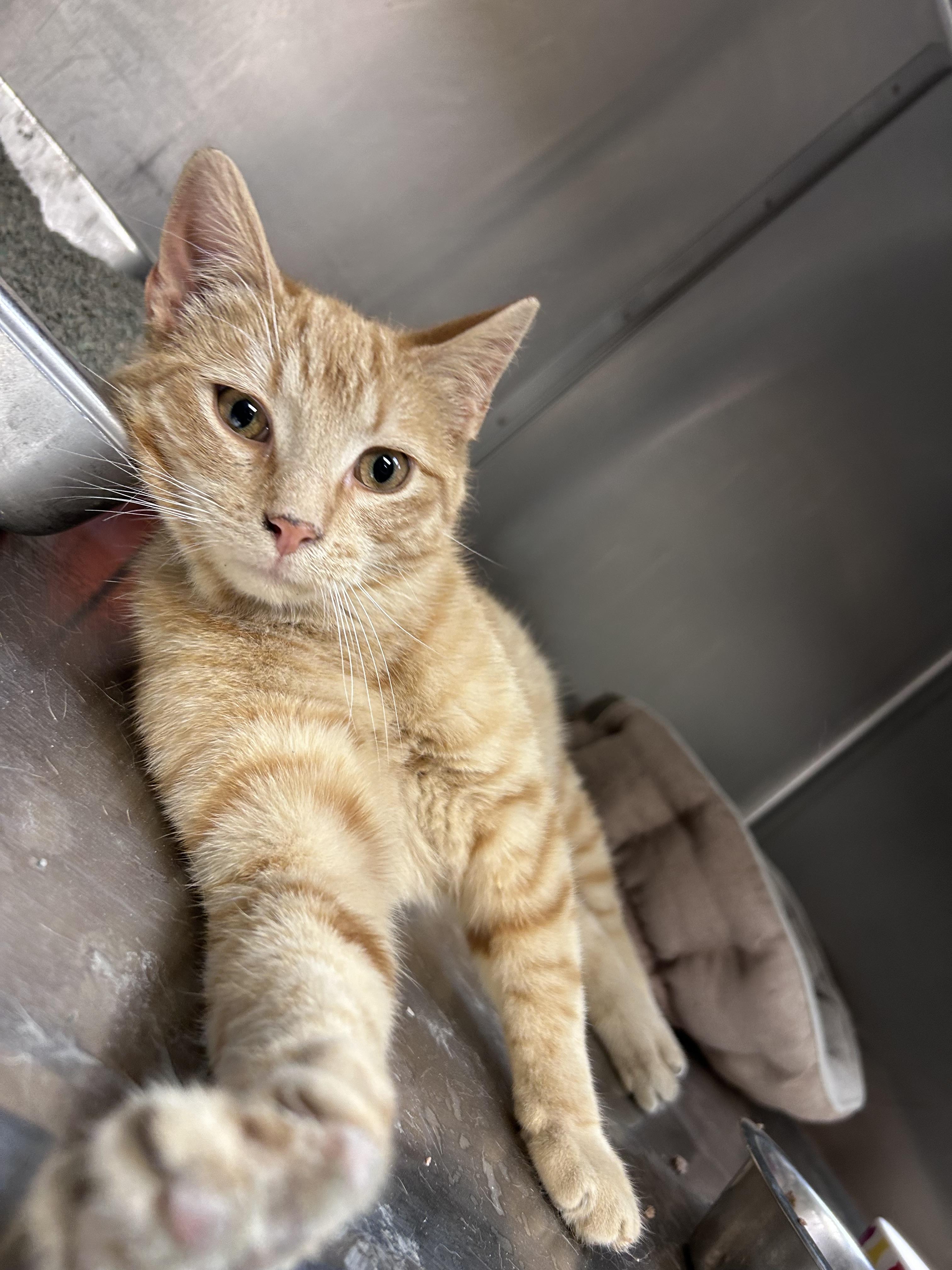 Enlarge Stubs, a ADOPTABLE Domestic Short Hair in Harrisonville, MO image 1/1