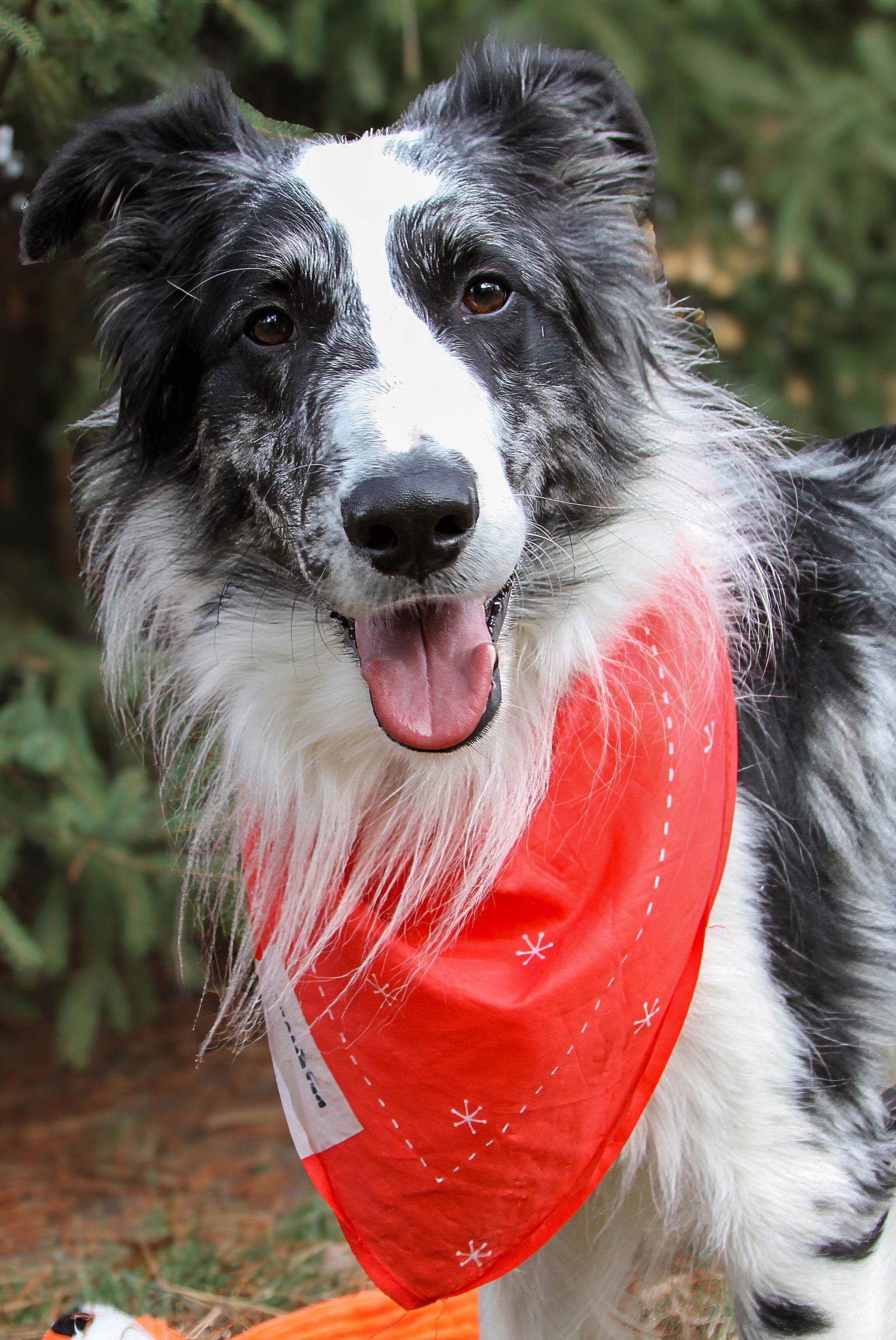 Enlarge Oscar, a Adoptable Collie in Buckner, MO image 1/3