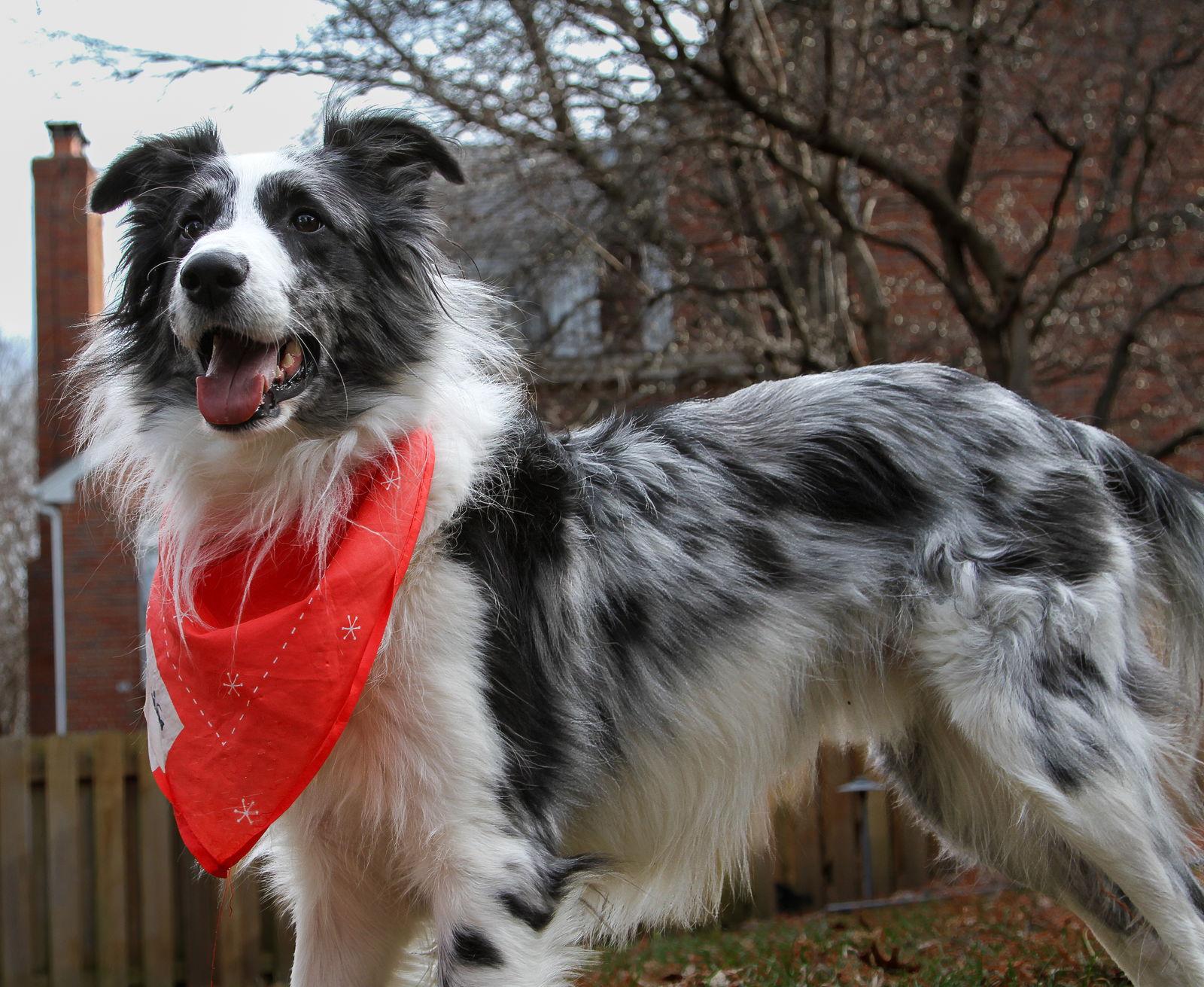 Enlarge Oscar, a Adoptable Collie in Buckner, MO image 3/3