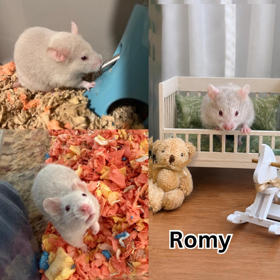 Romy, ADOPTABLE, Baby Female Hamster & Dwarf Hamster.