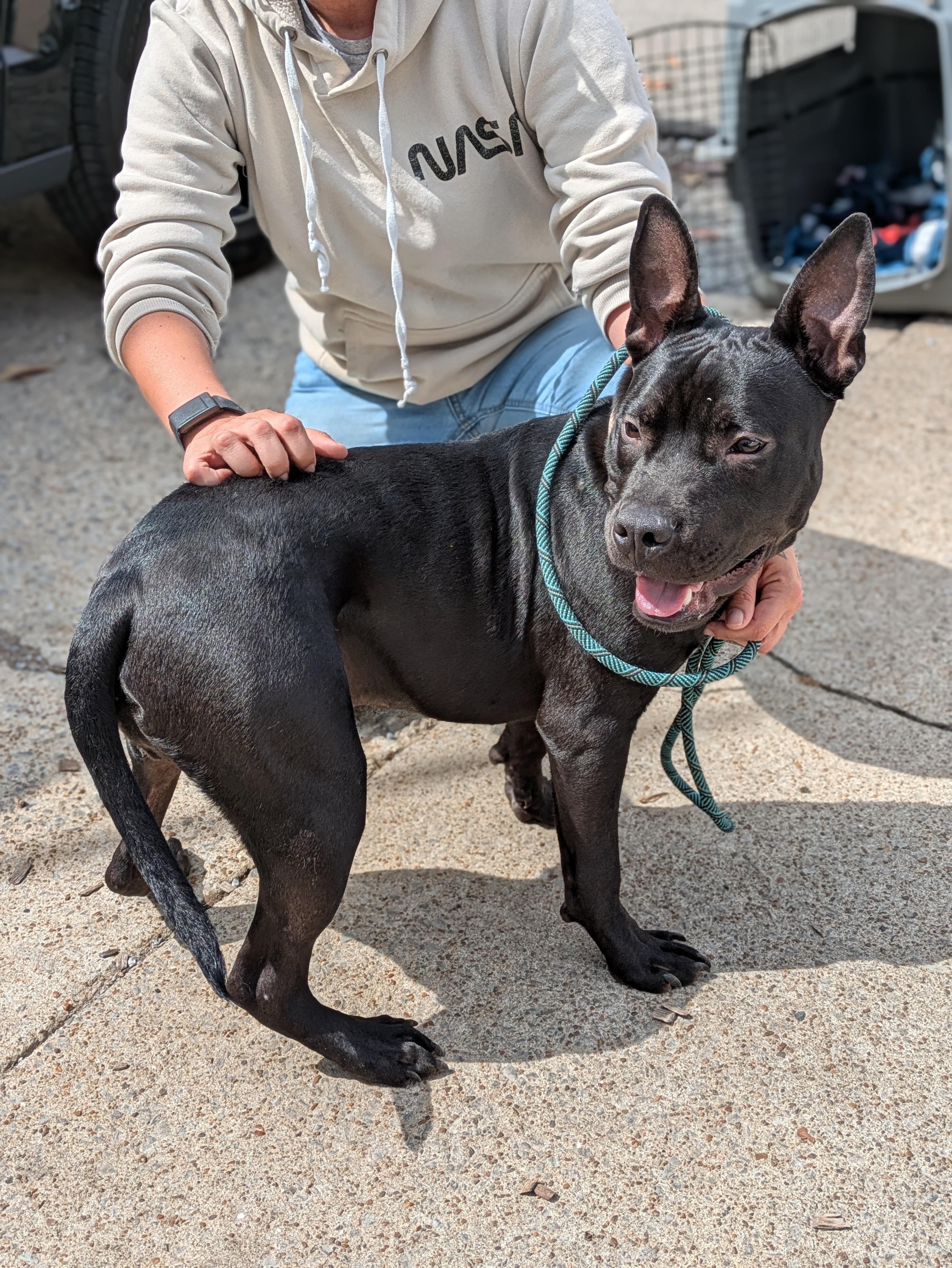 Enlarge Otto, an adopted Mixed Breed in Huntsville, AL image 1/2
