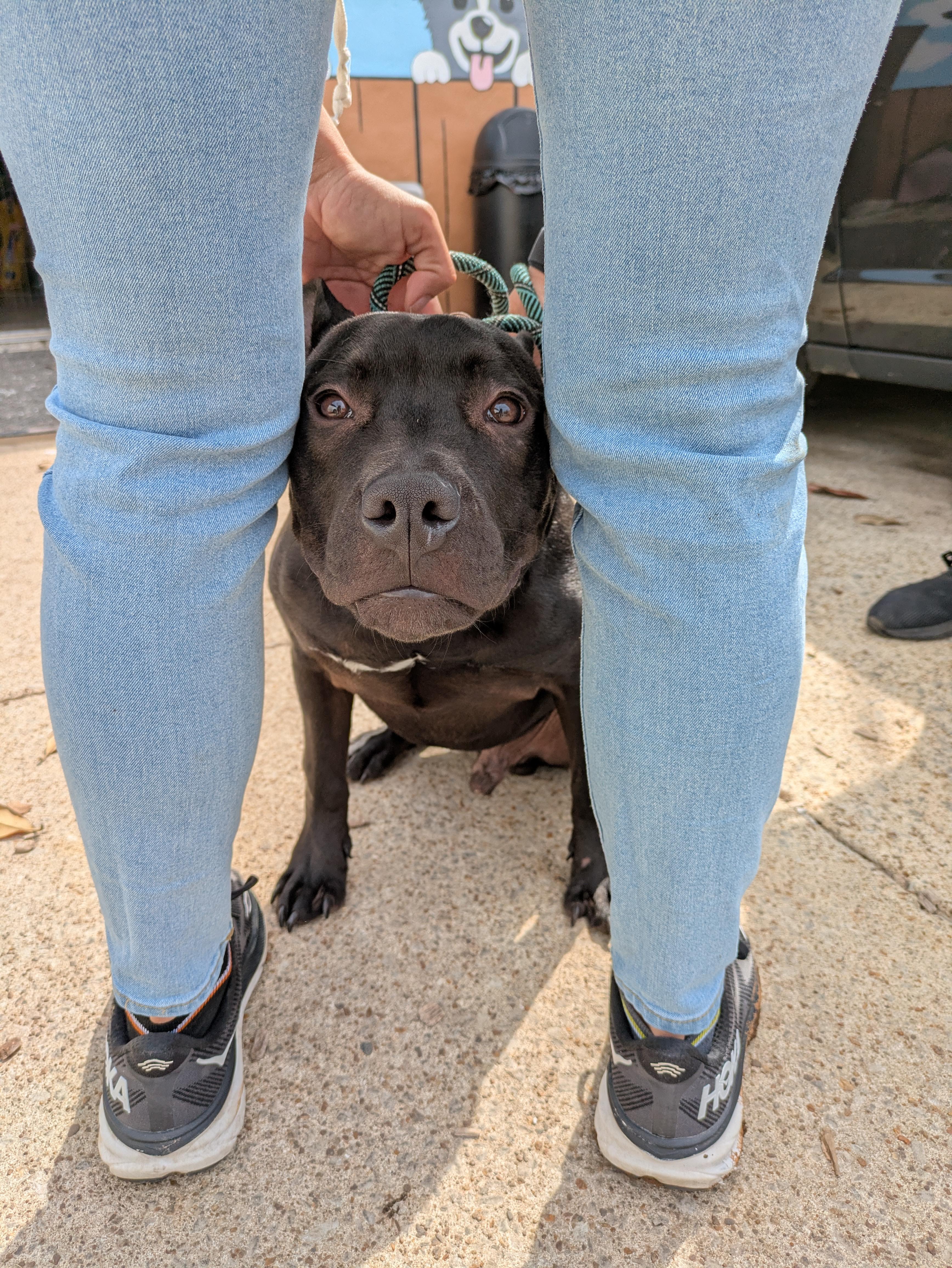 Enlarge Otto, an adopted Mixed Breed in Huntsville, AL image 2/2