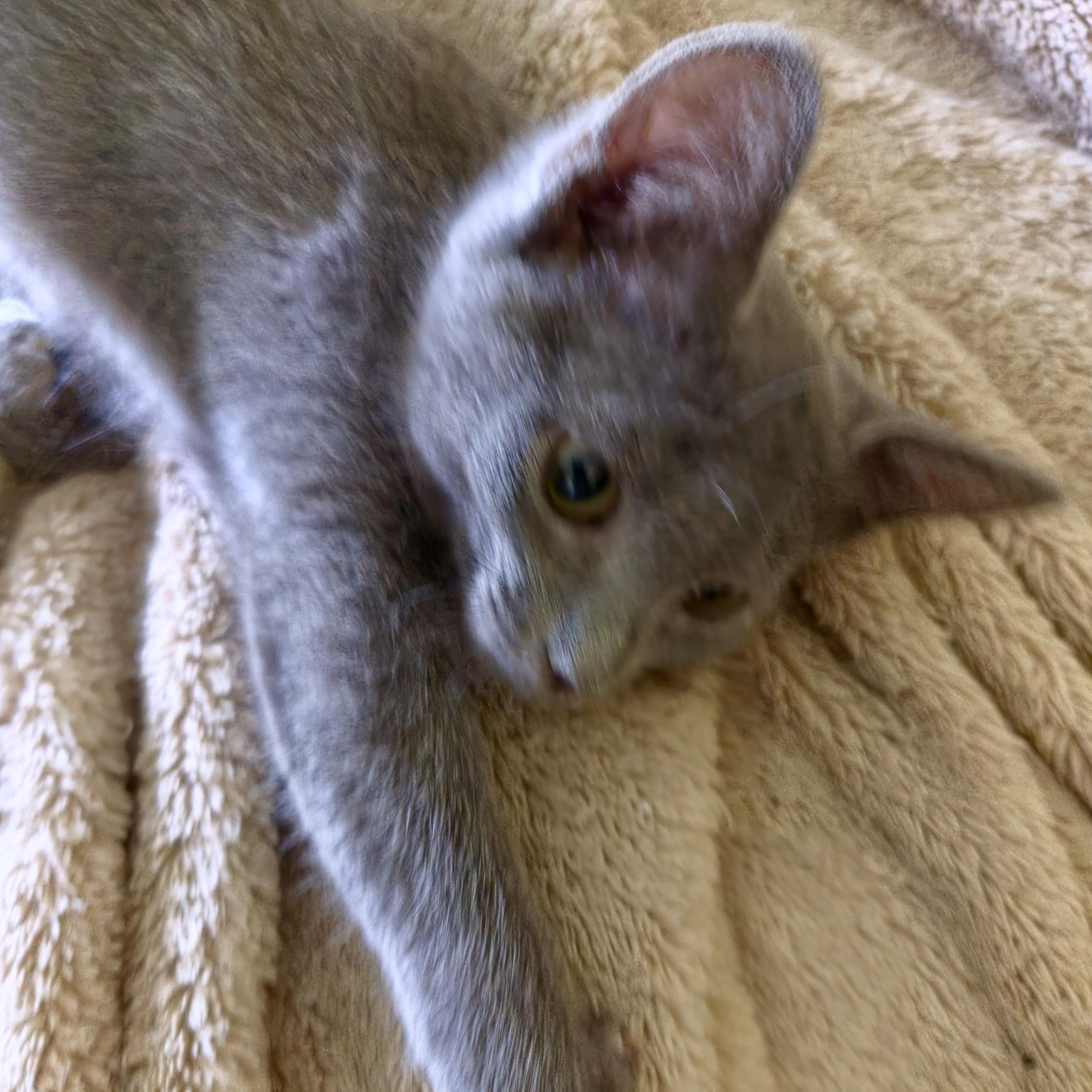 Sterling, Adoptable, Kitten Female Domestic Short Hair.