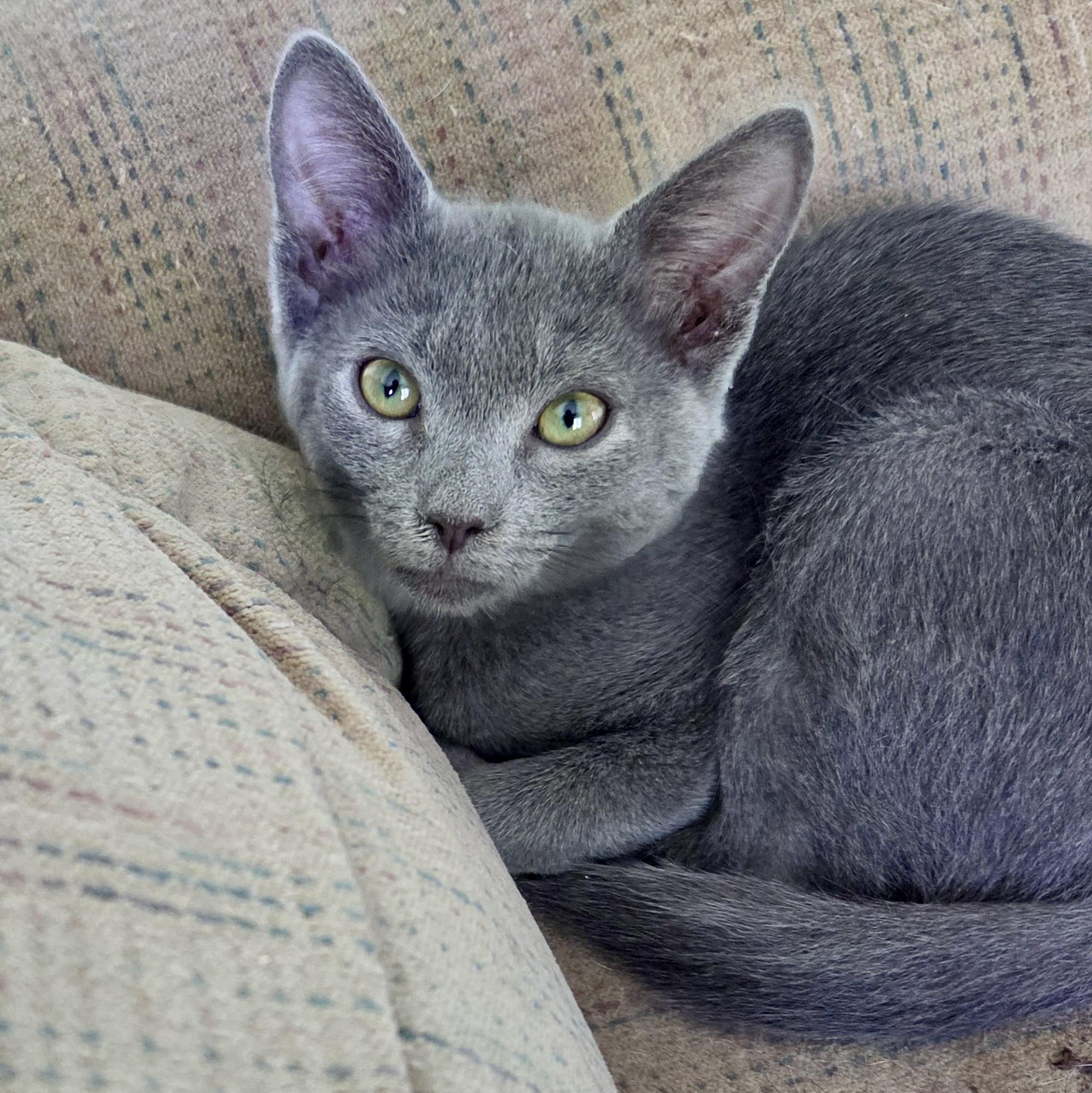 Enlarge Sterling, a Adoptable mixed breed in Smithfield, NC image 3/4