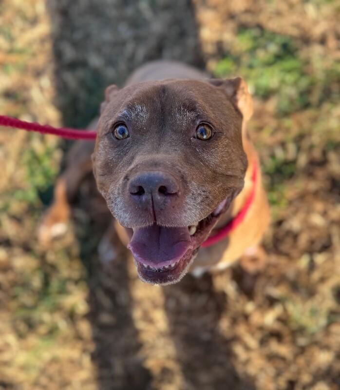 Shelby, Adoptable, Adult Female Pit Bull Terrier & Mixed Breed.