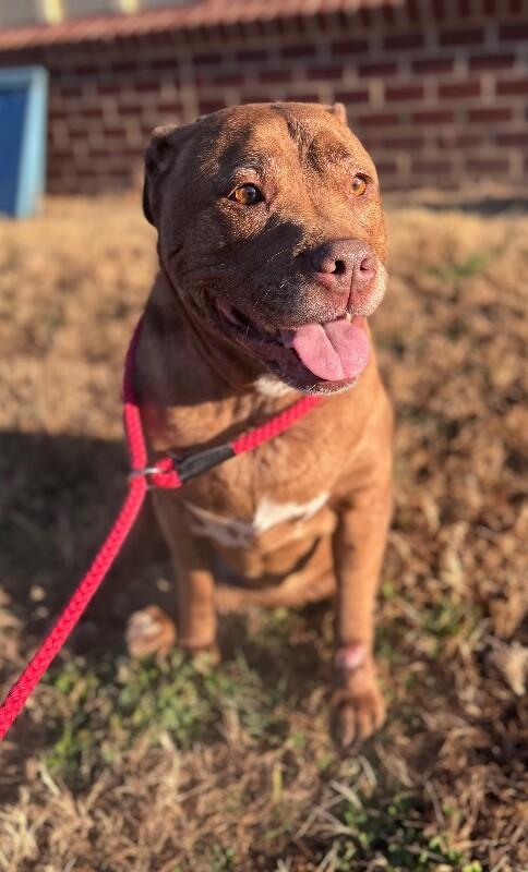 Enlarge Shelby, a Adoptable mixed breed in Disputanta, VA image 3/5